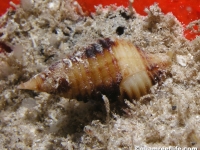 gastropod sp. A