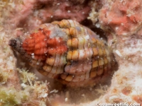 gastropod sp. AA