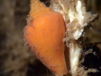 gastropod sp. B