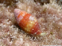 gastropod sp. BB