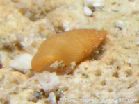 gastropod sp. C