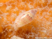 gastropod sp. C