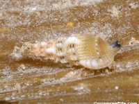 gastropod sp. D