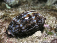 gastropod sp. DD