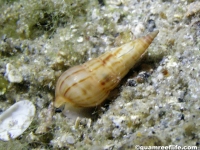 gastropod sp. EE