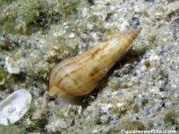 gastropod sp. EE