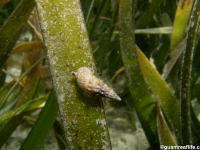 gastropod sp. F