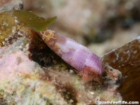 gastropod sp. I