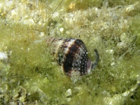 gastropod sp. II