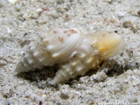 gastropod sp. J