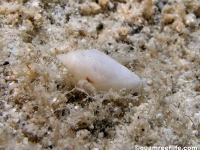 gastropod sp. JJ
