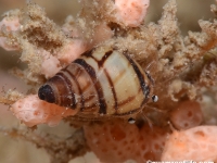 gastropod sp. K