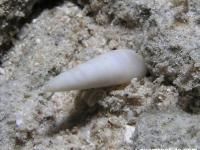 gastropod sp. KK