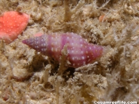 gastropod sp. L