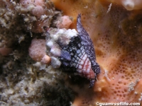 gastropod sp. M