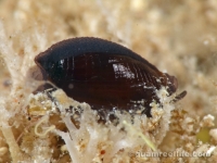 gastropod sp. N