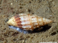gastropod sp. NN