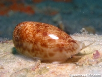 gastropod sp. P