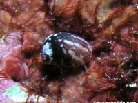 gastropod sp. Q