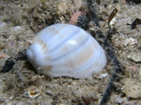 gastropod sp. R