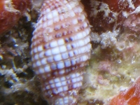gastropod sp. S