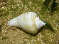 gastropod sp. T
