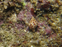 gastropod sp. U