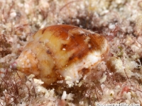 gastropod sp. V