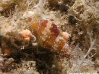 gastropod sp. X