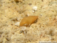 gastropod sp. Z