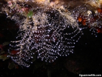 hydrozoans