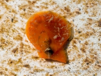 pectinid sp. D