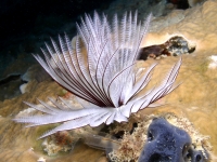 polychaetes