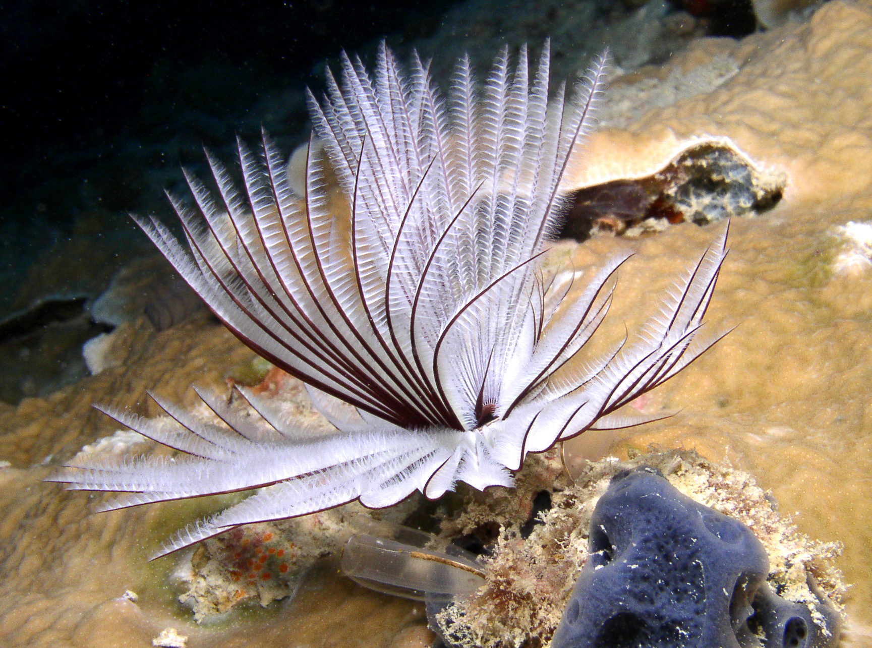 polychaetes