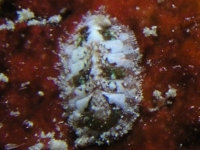 polyplacophoran sp. B