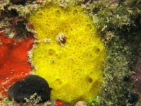 poriferan sp. MM