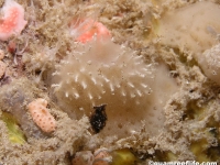 poriferan sp. NN