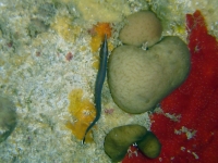 poriferan sp. Q