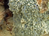 poriferan sp. U