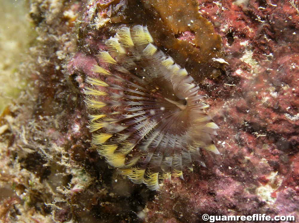 Sabellid sabellids - guamreeflife