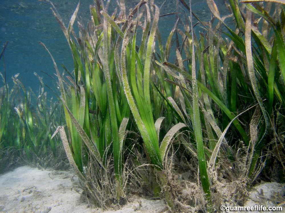 seagrasses