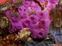 unsorted sponges 1