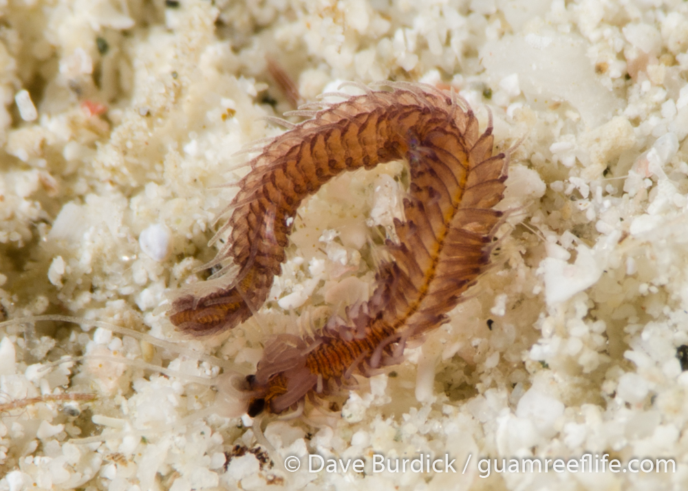 unsorted polychaetes