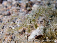 Achaeus sp. B