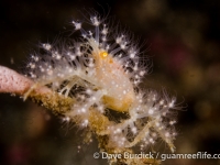 Achaeus spinosus