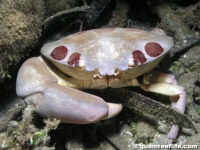 Carpilius maculatus