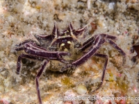 Ceratocarcinus longimanus