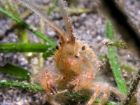 Gomeza bicornis