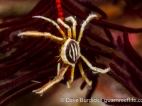 Harrovia albolineata