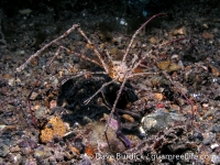 Latreillia sp. A